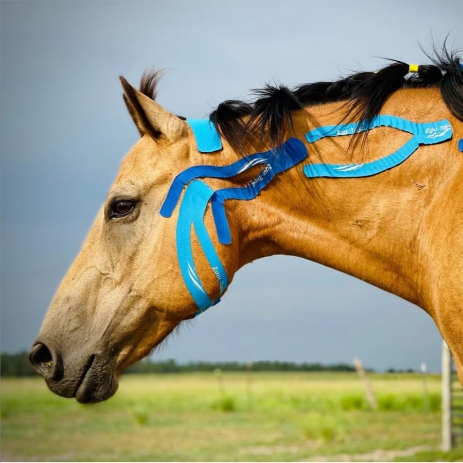 Kineziologické tejpovanie - HORSE-REHAB - EQUI-TAPE